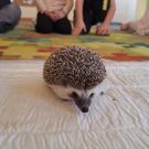 f0f73c80-9f60-4229-9e26-03c17cc6687b